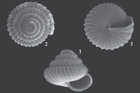 Gli scienziati chiamano nuove specie in via di estinzione dopo che la società che deciderà il suo destino