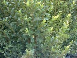 Foglie delle piante dell'eugenia