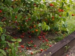 Bacche della pianta dlel'eugenia