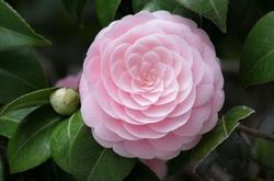 Camelia rosa.