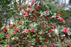 Cespuglio di camelia rossa.