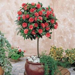 Camelia rossa in vaso