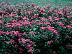Spiraea japonica