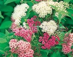 Fiori di spiraea japonica