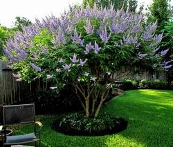 Vitex agnus-castus dai fiori lavanda