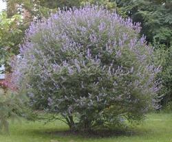 Esempio di vitex agnus-castus dai fiori blu