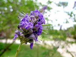 Bocciolo di vitex agnus-castus