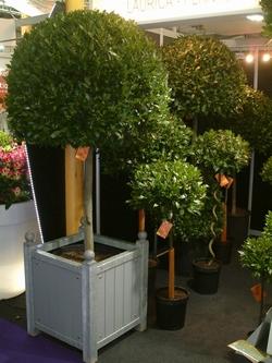 Alberi di alloro in vaso