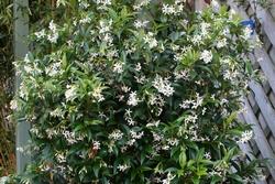 Rhyncospermum jasminoides rampicante.