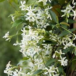 Rhyncospermum jasminoides durante il periodo vegetativo.