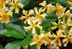 Dettaglio struttura Rhyncospermum jasminoides.