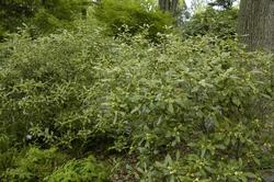 Varietà americana di osmantus