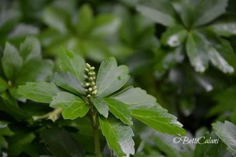 pachysandra terminalis