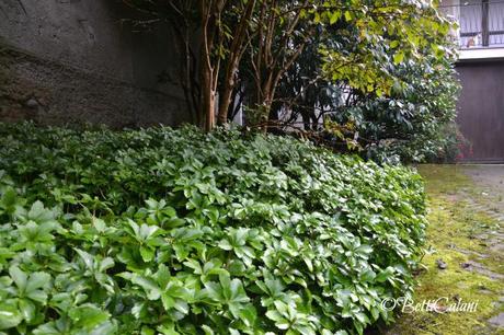 pachysandra