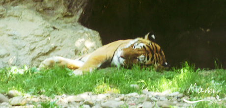 Parco faunistico Le Cornelle