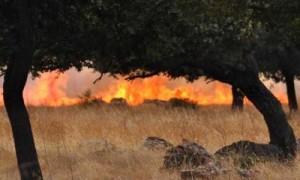 SARDEGNA - Un caccia tedesco distrugge 32 ettari di macchia mediterranea