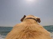 Walter, labrador pazzo mare (VIDEO)