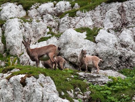 FORONON DEL BUINZ e il canalone de Lis Sieris