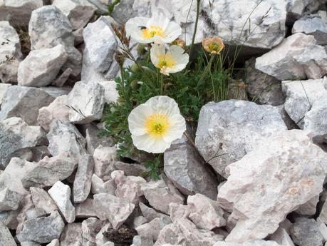 FORONON DEL BUINZ e il canalone de Lis Sieris