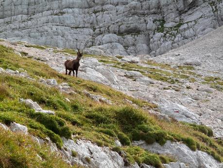 FORONON DEL BUINZ e il canalone de Lis Sieris