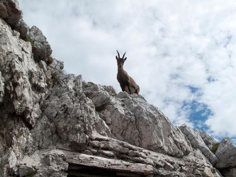 FORONON DEL BUINZ e il canalone de Lis Sieris