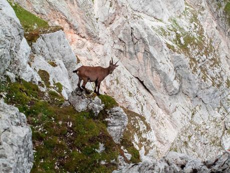 FORONON DEL BUINZ e il canalone de Lis Sieris