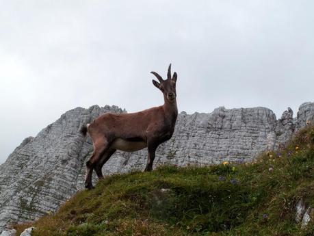 FORONON DEL BUINZ e il canalone de Lis Sieris