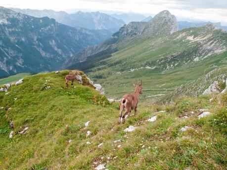 FORONON DEL BUINZ e il canalone de Lis Sieris