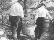 vendemmia... ricordi.