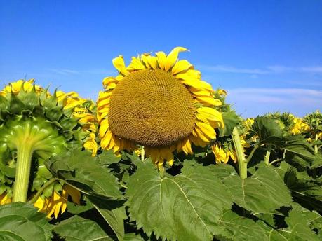 Girasoli Numana