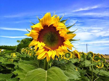 Girasoli Numana - Loreto