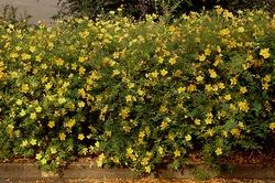 Pianta dell'hypericum fiorita