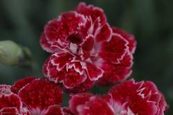 Fiore di dianthus