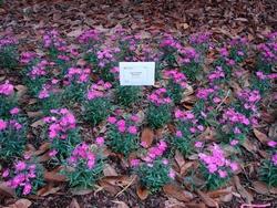 Piantine di dianthus