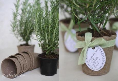 favours rosemary