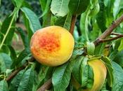 Diociliberi, ride, dire vero, Rosàno Parole verbi disuso