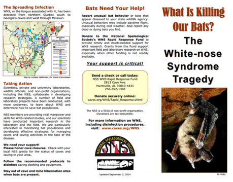 Un volantino sulla WNS – White Nose Syndrome