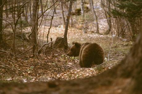 Uccisa l'orsa Daniza: narcotizzante e moschetto, delinquente perfetto