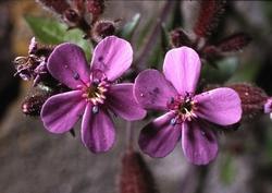 Saponaria con infiorescenze.