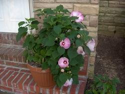 Esempio di hibiscus piantato in vaso