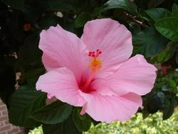 Fiore di hibiscus syriacus