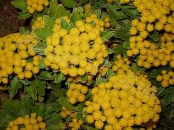 Infiorescenza di crisantemo giapponese