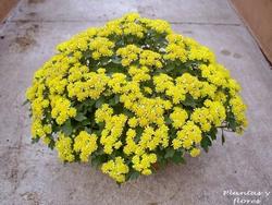 Crisantemo giapponese