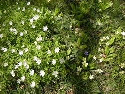 Anemone nemorosa spontanea