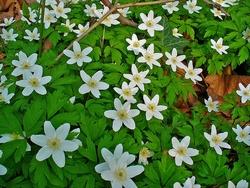Anemone nemorosa fiorita