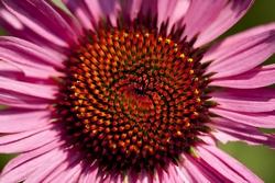 Fiore di echinacea purpurea
