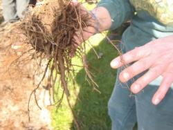 Radici d'echinacea purpurea