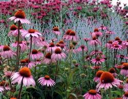 Echinacea purpurea