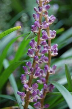 Dettaglio infiorescenze della Liriope.