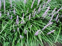 Cespuglio di liriope.